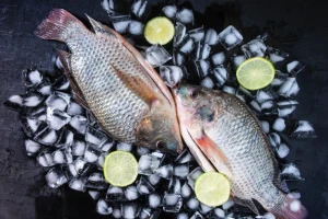 Black Tilapia