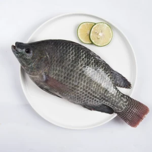 Black Tilapia