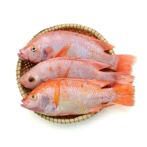 Red Tilapia