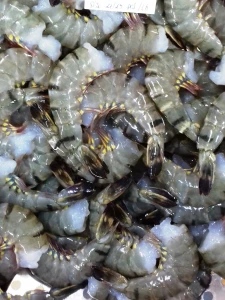 HLSO Black Tiger Shrimp