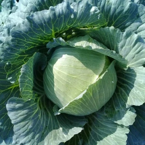 Fresh Cabbage