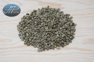 Robusta R2 S16 Coffee