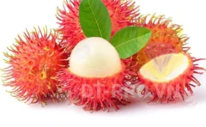 Java Rambutan - DT-PRO