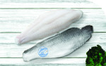 Frozen Pangasius Fillets