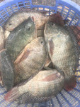 Whole Round Tilapia