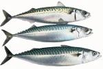 Mackerel