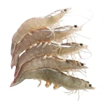 White Shrimp/ Vannamei