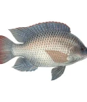 Tilapia