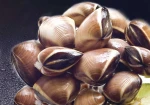 Frozen Cooked Brown Clams