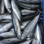 Bulet Tuna