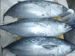Frozen Tuna