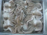 Frozen Octupus