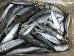 Round Scad