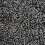 Black Glutinous Rice