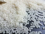 VN Japonica Rice