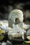 Raw PD Shrimp