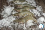 HOSO White/Vannamei Shrimp