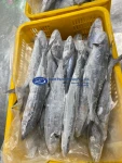 Frozen Spanish Mackerel