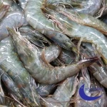 Vannamei Shrimp