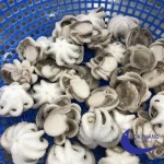 Frozen Baby Octopus IQF