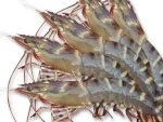 Shrimp