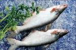 Pangasius Whole Round