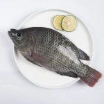 Black Tilapia