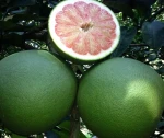 Green Skin Pomelo