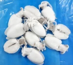 Whole Cleaned Cuttlefish IQF