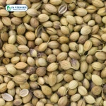 Coriander Seeds