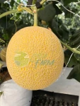 Emerald Cantaloupe