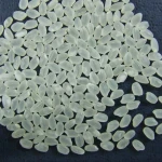 Japonica Rice