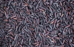 Black Rice