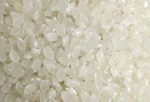 Japonica Rice