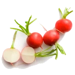 Organic Red Radish