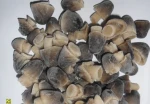 IQF Peeled Straw Mushroom