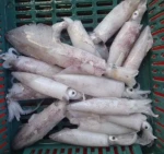 Frozen Squid - ABSEACO