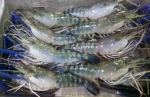 Whole Green Branch Shrimp - ABSEACO