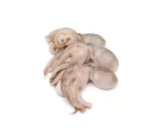 Whole Cleaned Baby Octopus - Silvera